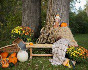 fall mini sessions