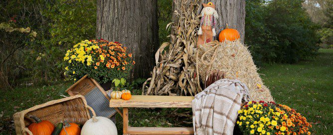 fall mini sessions